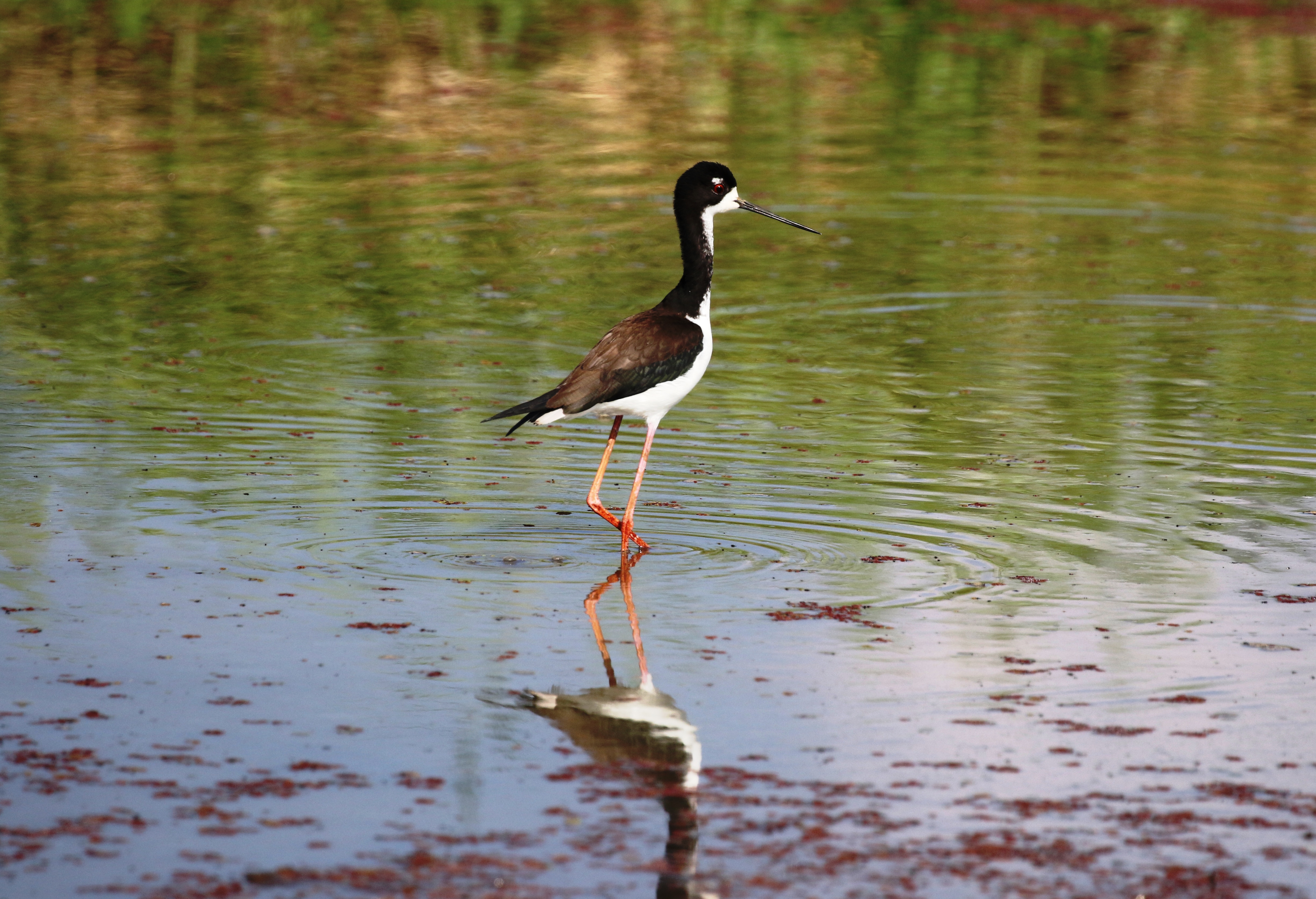 Water Birds Pacific Northwest