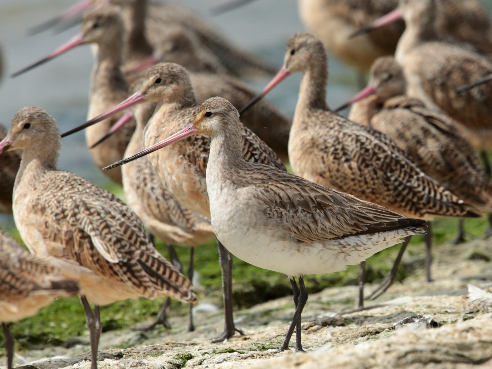 bar tailed godwit migration