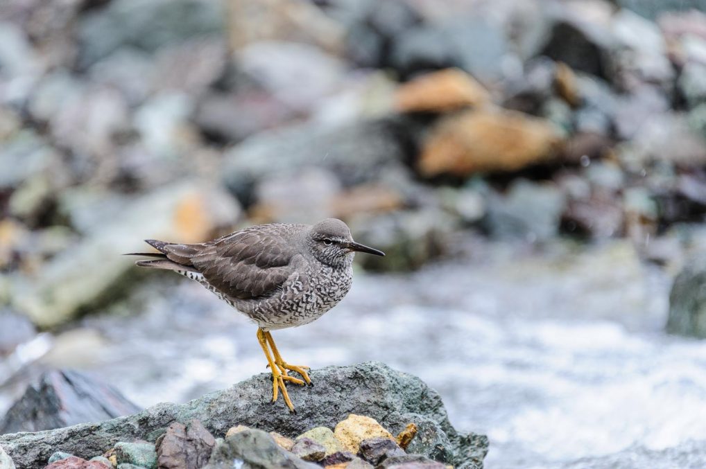 The Wandering Tattler migrates to our expanded area in the South Pacific.