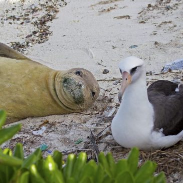 Monk seal and Laysan Albatross