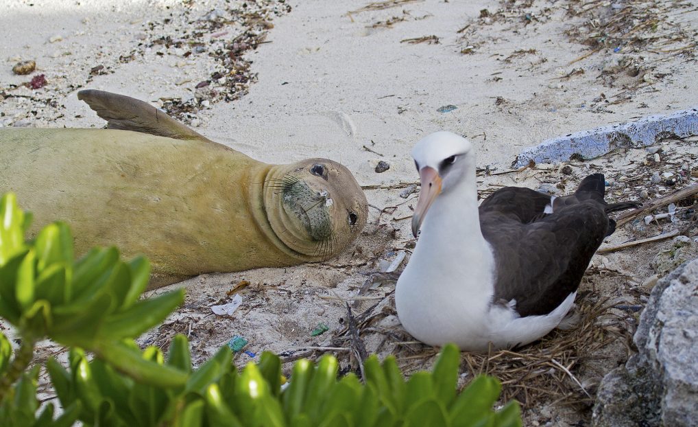 Monk seal and Laysan Albatross