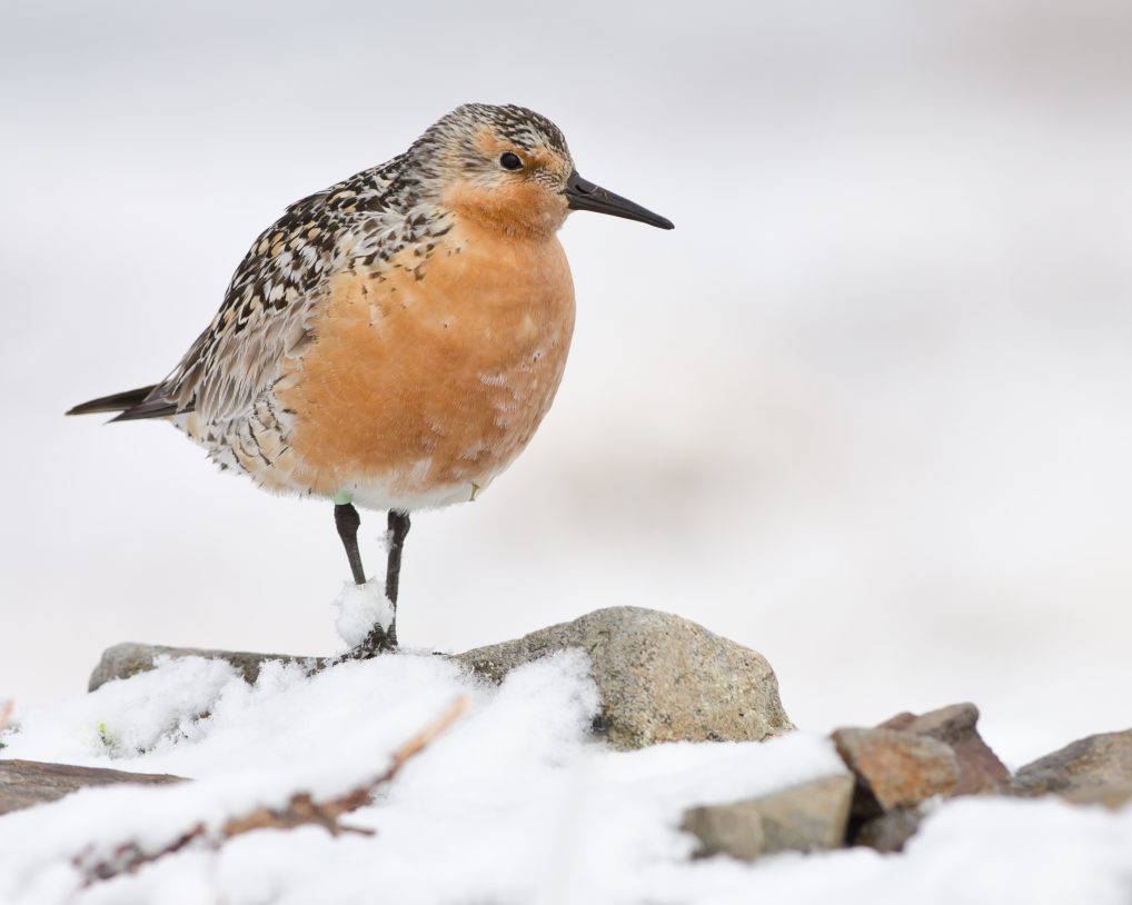 Red Knot / Lucas DeCicco, U. S. Fish and Wildlife Service