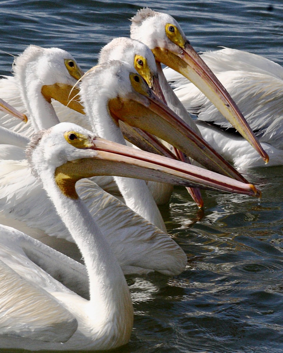 White Pelicans Photo USFWS