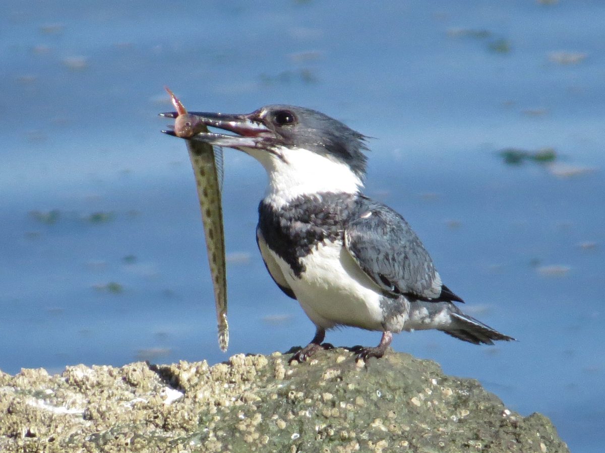 kingfisher