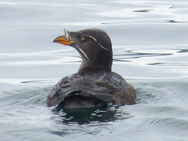 Rhinocerous Auklet