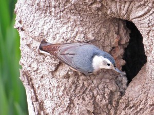 Slender-billed Nuthatch Photo Richard Griffin Creative Commons