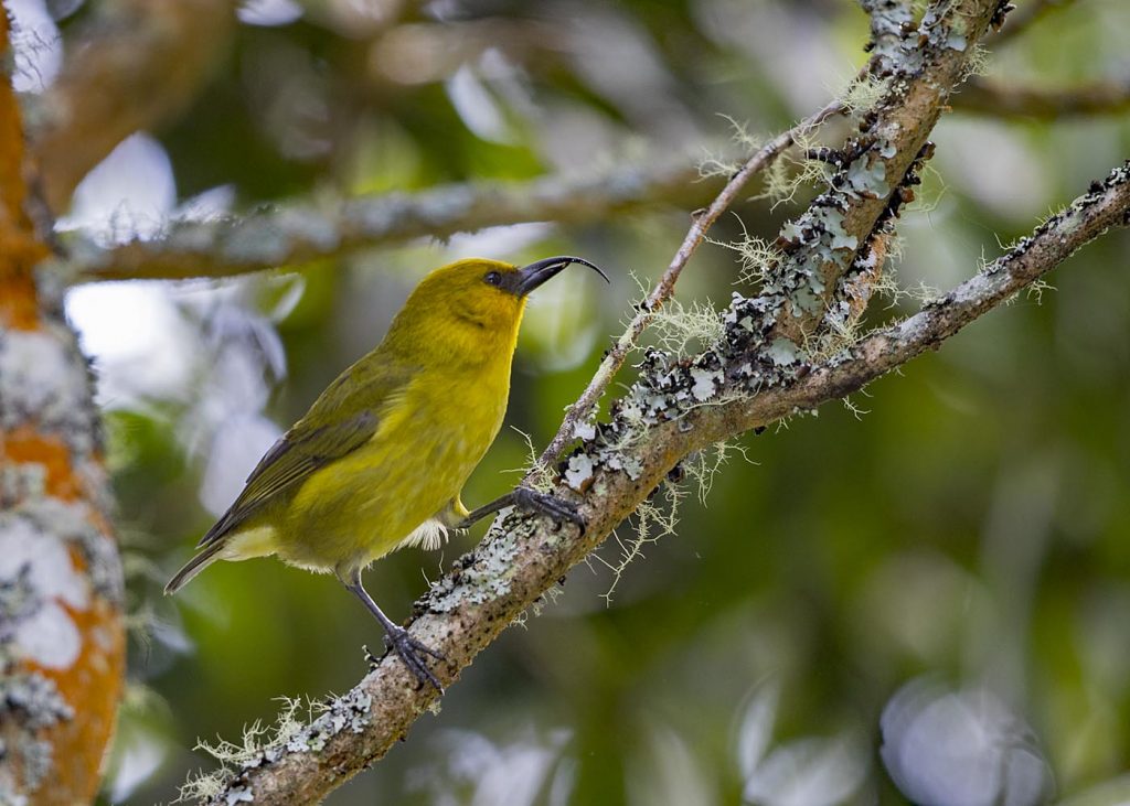 A Forest, A Friend, And A Perspective - Pacific Birds Habitat Joint Venture