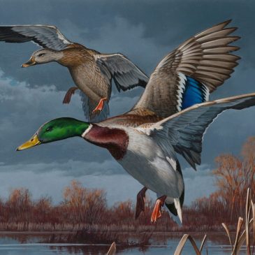 Federal Duck Stamp 2017