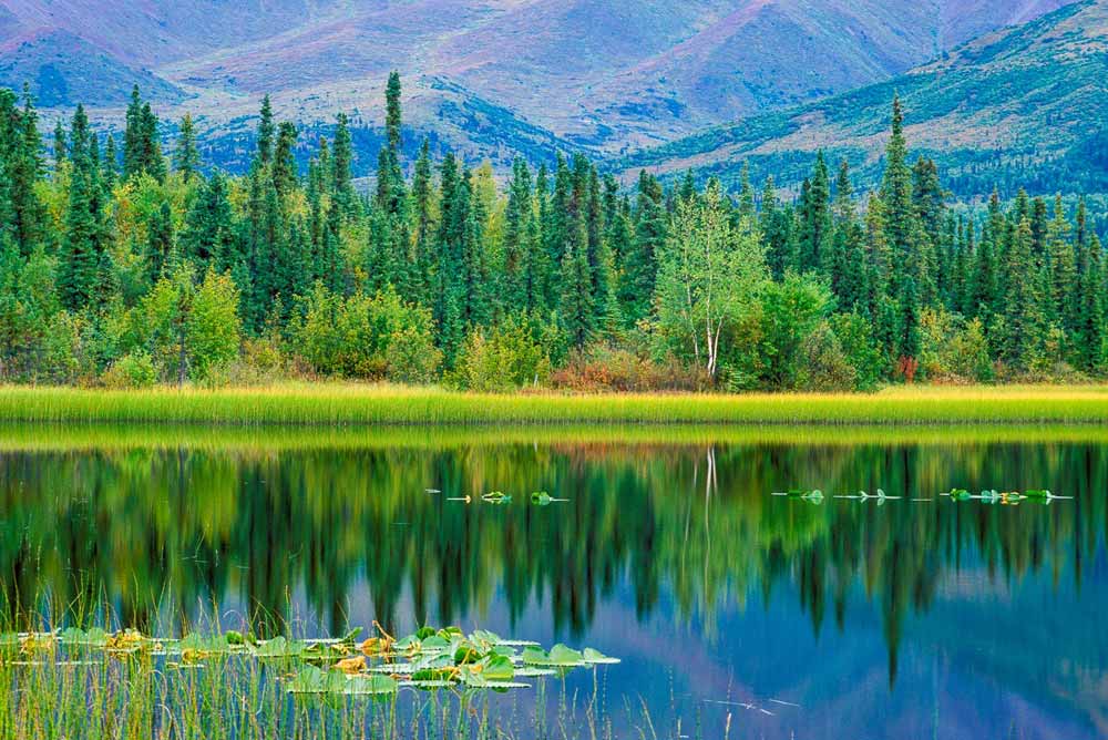 The boreal forest