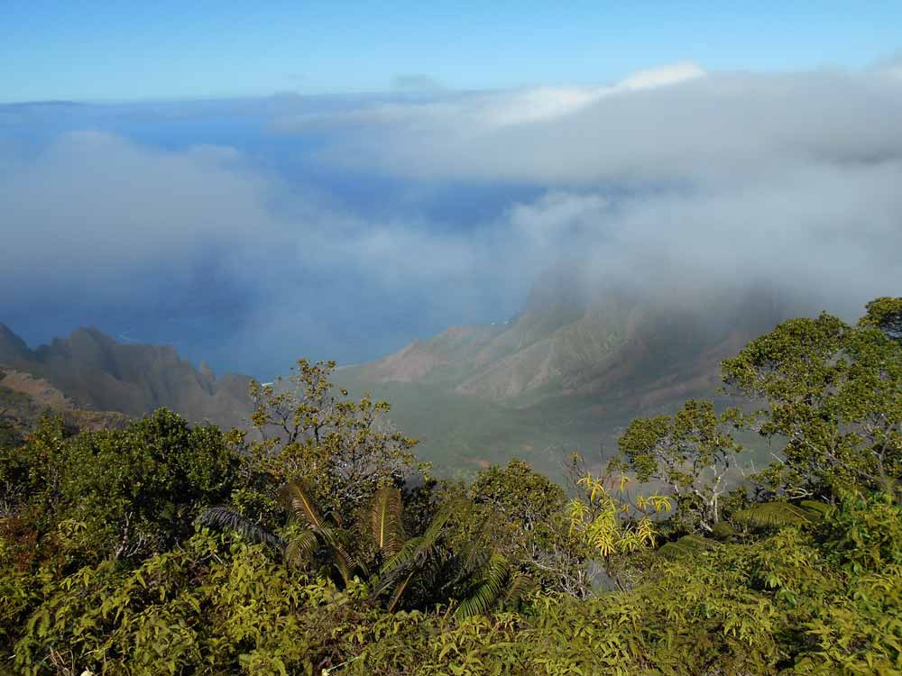Hawaiian Montane Forest Pacific Birds Habitat Joint Venture