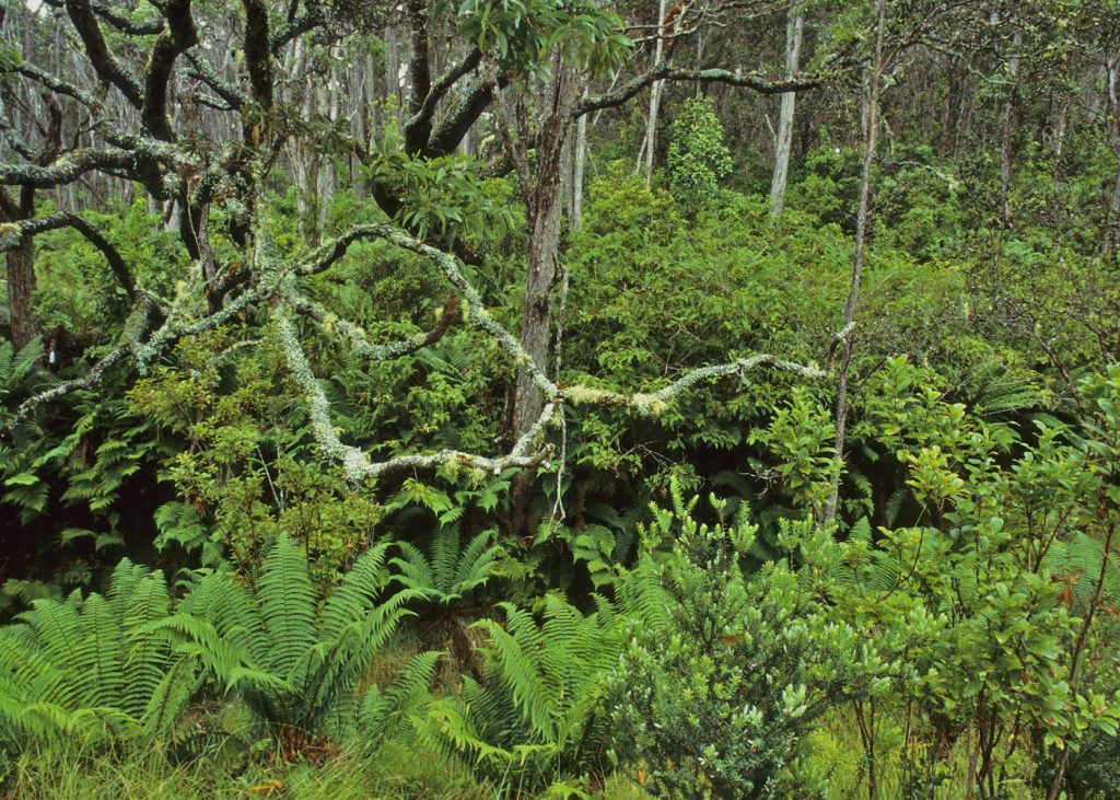 Hawaiiʻs forest birds have specific niches within these forests on the slopes of Mauna Kea.