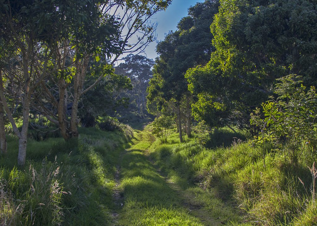 Restored forest in Hakalau Forest.