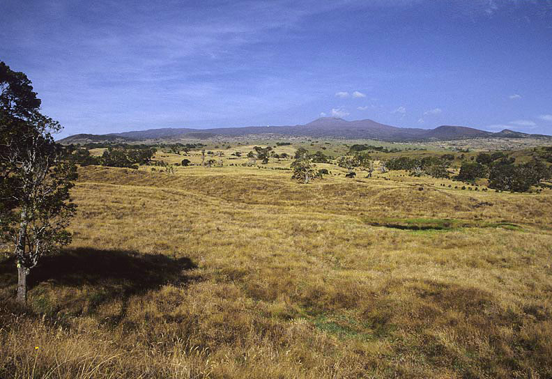 Hakalau Koa Planting 1993