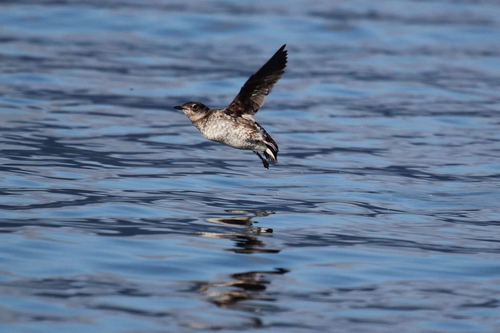 The Mysterious Marbled Murrelet Pacific Birds Habitat Joint Venture
