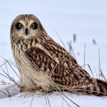 Short-eared Owl Mark Moschell © Creative Commons