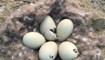 Eiders Build Their Nests On Exposed Beaches, Starting With Bare Scrapes And Filling Them In With Down As Laying Progresses. Photo Courtesy Of Sally Andersen.
