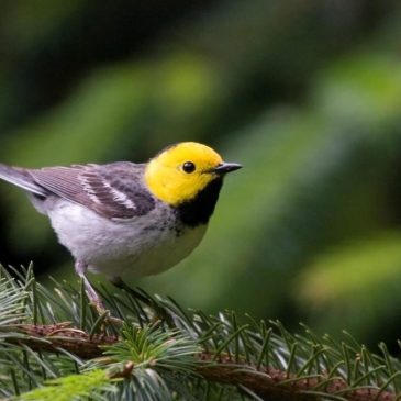 The Hermit Warbler, which breeds in the Pacific Northwest, can be seen in Veracruz in winter – along with many other warbler species. © Frode Jacobsen, Creative-Commons