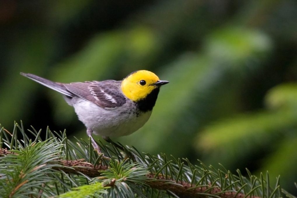 The Hermit Warbler, which breeds in the Pacific Northwest, can be seen in Veracruz in winter – along with many other warbler species. © Frode Jacobsen, Creative-Commons