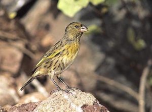 The Imperiled Nihoa Finch Is Only Found On The Island Of Nihoa. Photo Jack Jeffrey, © Creative Commons