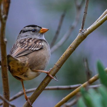 White crowned Sparrow