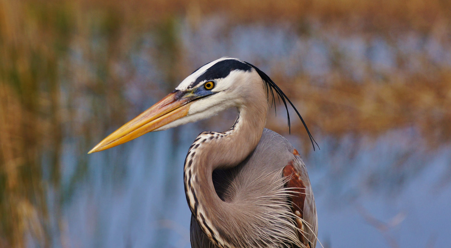 Great Blue HeronAdA Durden © Creative Commons