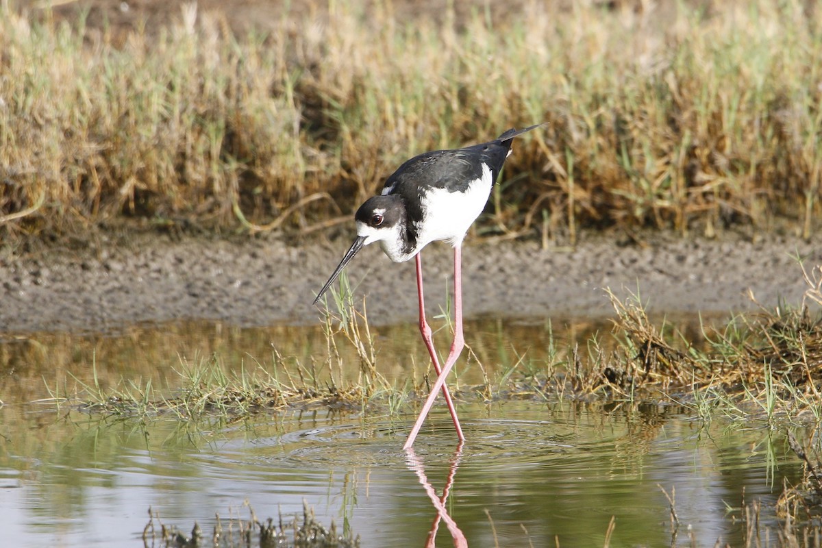 ae‘o (Hawaiian Stilt)<br>
© Bill Heber