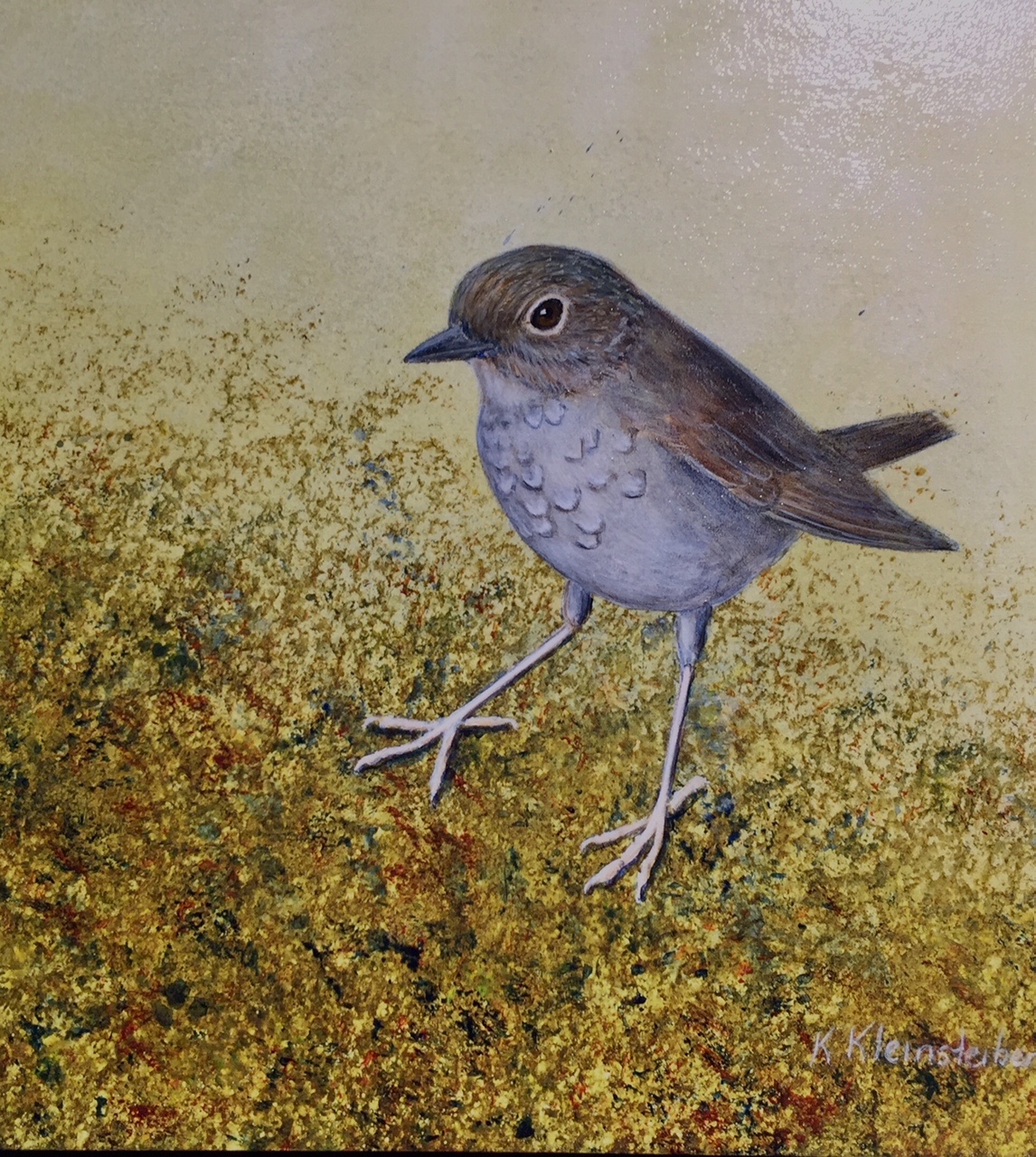 Puaiohi, or the Small Kauai Thrush, is endemic to the island of Kauaʻi. It has the unfortuate distinction of being on the IUCN's Red List. This piece for the Silent Skies project was done by Kathy Kleinsteiber,