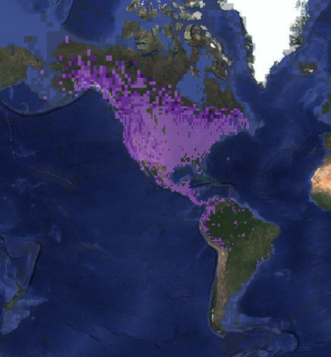 Year-round Olive-sided Flycatcher data from eBird show its presence in the Western Hemispere.  <br>Map from eBird, Cornell Lab of Ornithology