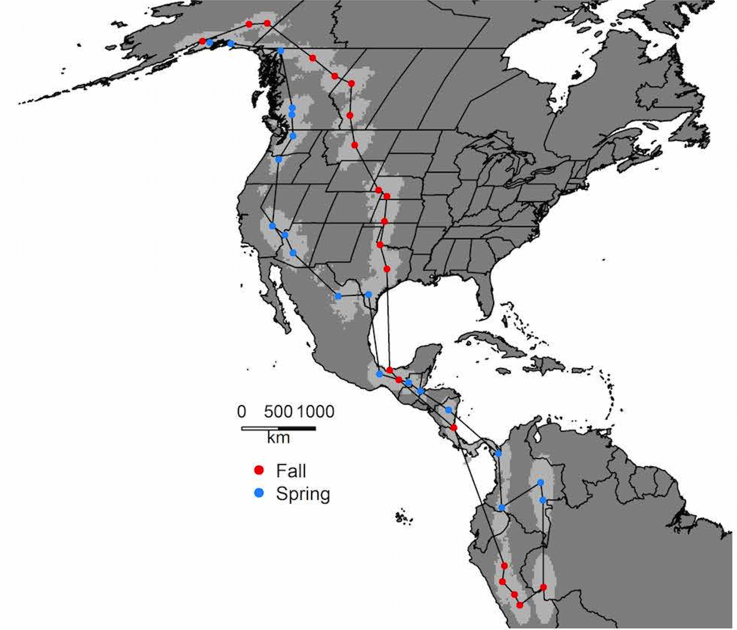 The red and blue dots represent the center of the light gray cloud that surrounds the dots. Each cloud represents places where the birds stopped two or more days. The lines connecting the dots show the shortest distance between points, not the exact route. However, the data behind the map suggest that this bird did cross the Gulf of Mexico en route south, as did about half the Alaska tagged birds. The others traveled along the east coast of Mexico.Map courtesy of Julie Hagelin