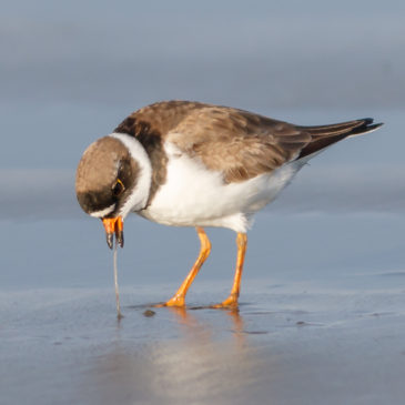 Semi-palmated Plover© Barry Troutman