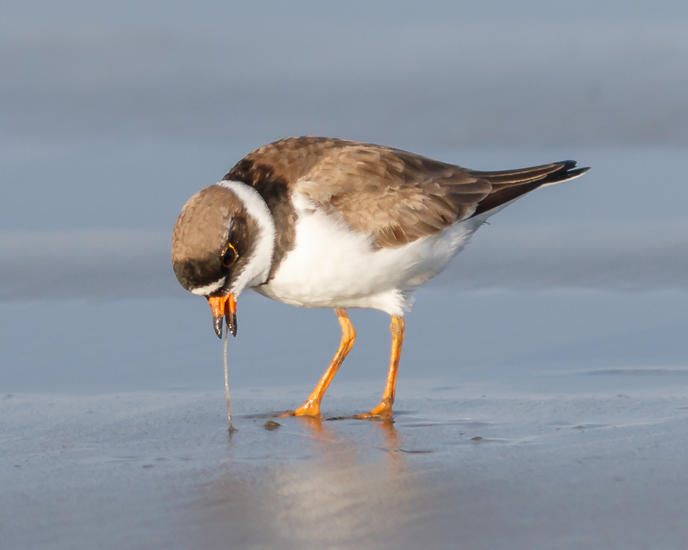 Semi-palmated Plover© Barry Troutman