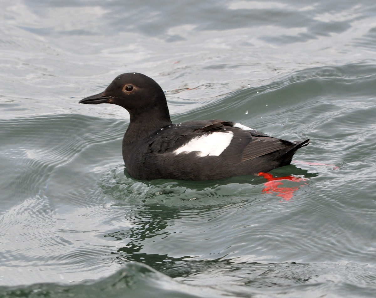 The bluffs are nesting habitat for a colony of Pigeon Guillemots.© Dennis Paulson