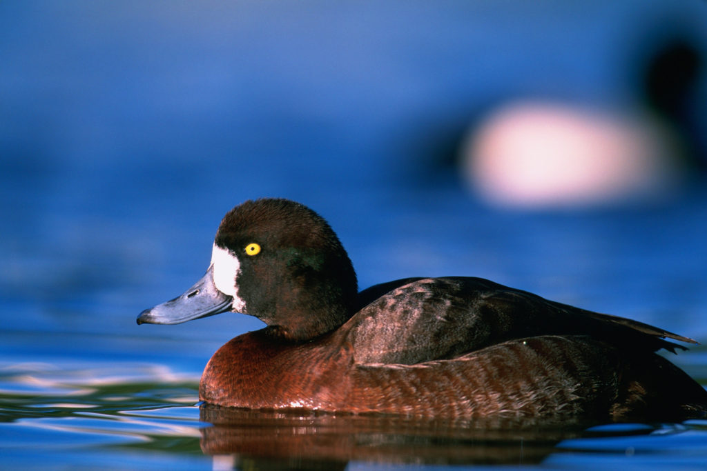 A number of bird species, such as Greater Scaup, will benefit from the Standard NAWCA projects. U.S. Fish and Wildlife Service