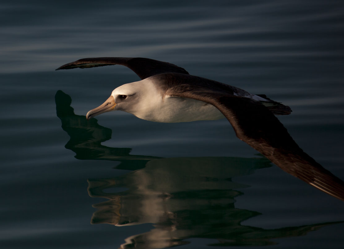 Mexican Pacific islands are safe havens for seabirds thanks to