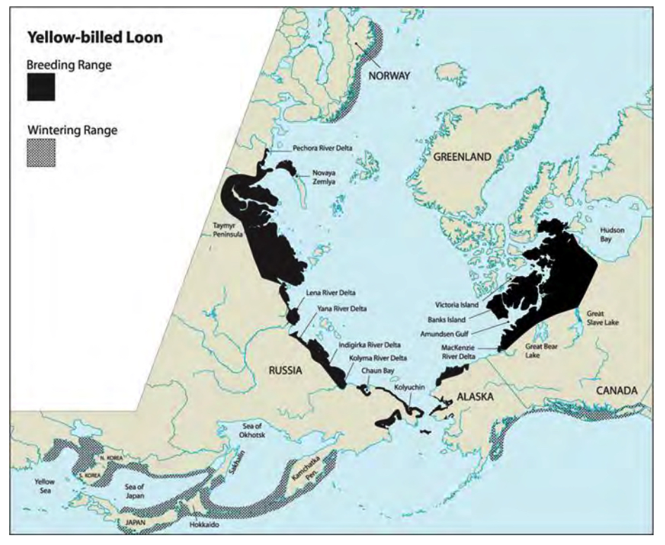 Map Source: Species Status Assessment Yellow-billed Loon (Gavia adamsii), U.S. Fish and Wildlife Service
