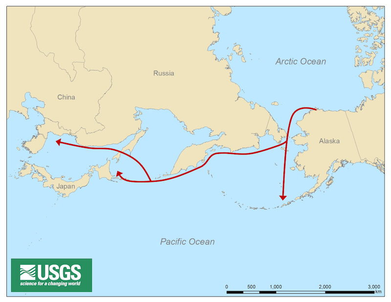 The general migration pathway of Yellow-billed Loons that breed on the Arctic Coastal Plain of Alaska. Arrows show general routes, not the percentage of birds that take each route. <br> Map source: Ecology of Loons in a Changing Arctic (linked below)