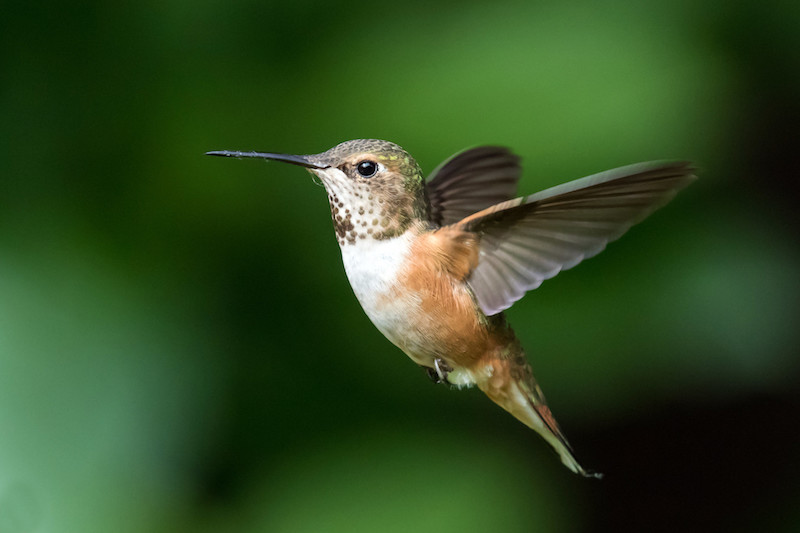 The Rufuous Hummingbird is a NAWCA Wetlands-Associated Priority species in BCR 5.<br>Mick Thompson © Creative Commons