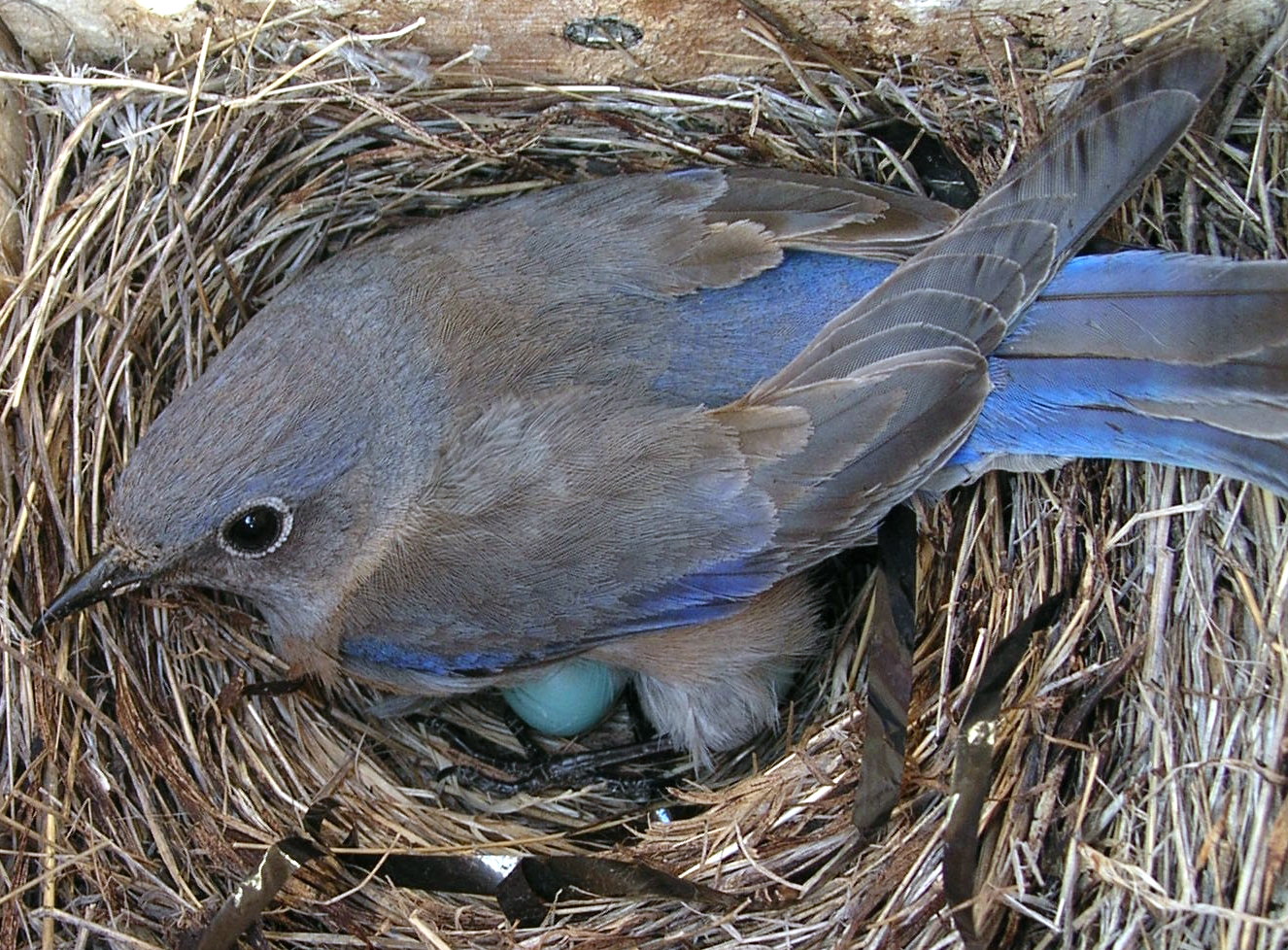 Western Bluebirds are secondary cavity nesters – they rely on other species to make their nesting cavity. <br> Rick Mooney © Creative Commons