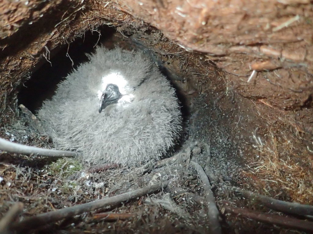 Hawaiian Petrel chick in burrow. © Andre Raine