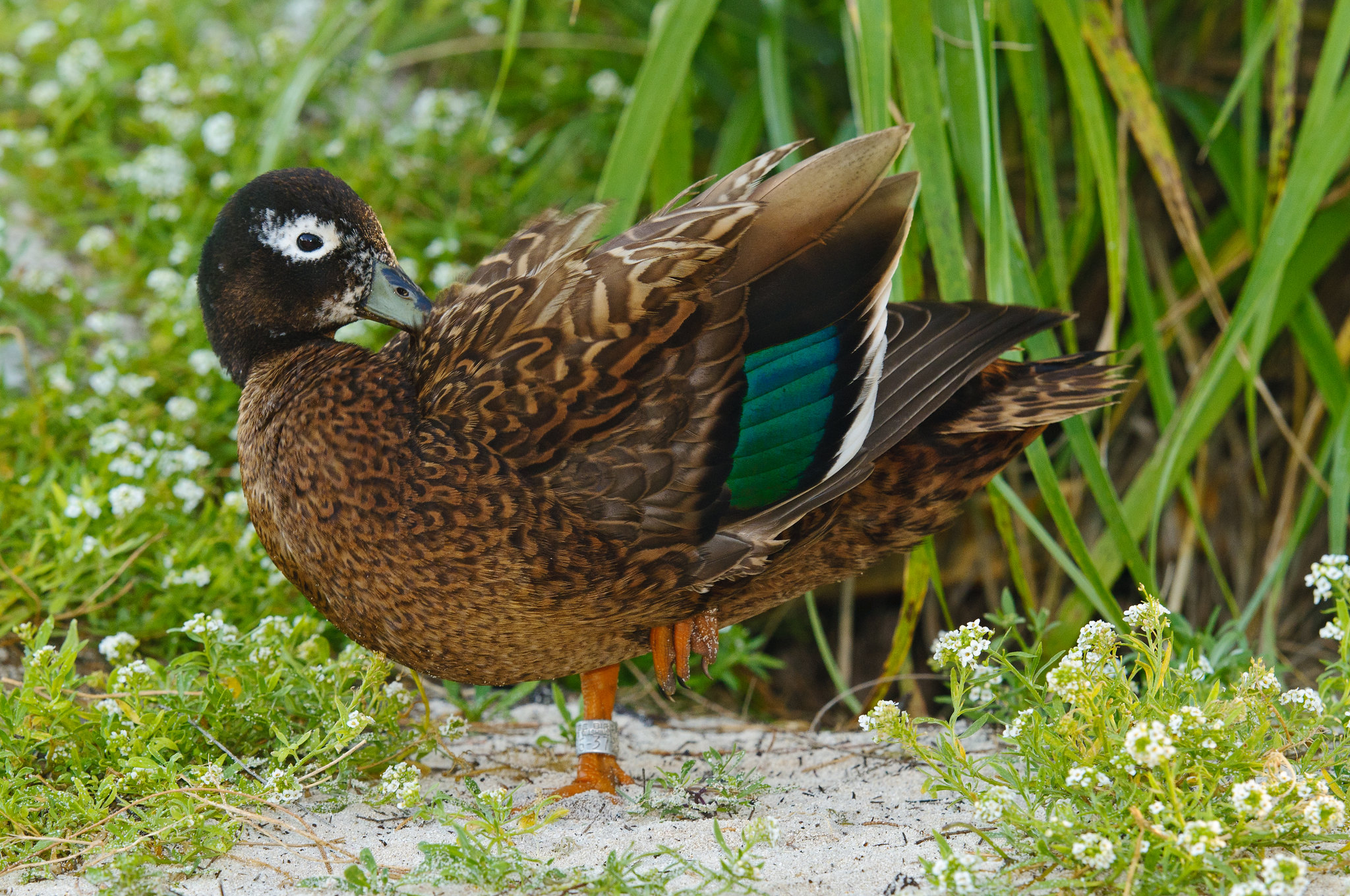 Laysan Duck /  E. J. Peiker, U.S. Fish and Widlife Service