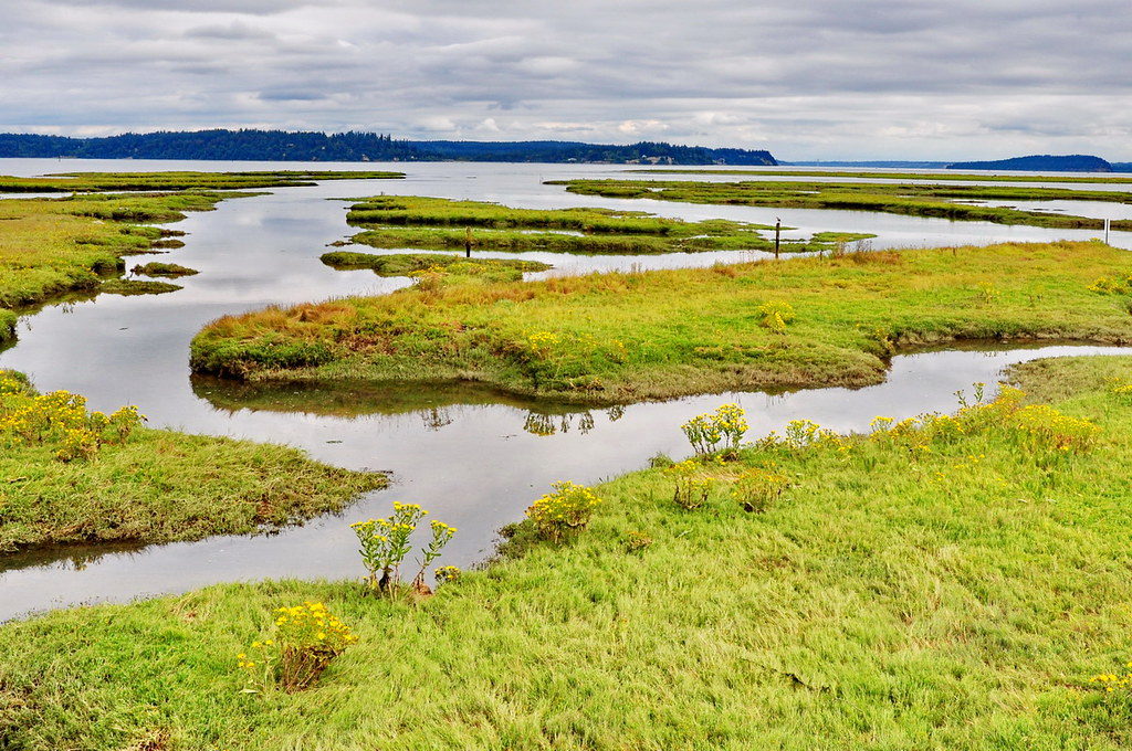 West Coast Estuaries Past Present And Future Pacific Birds Habitat 