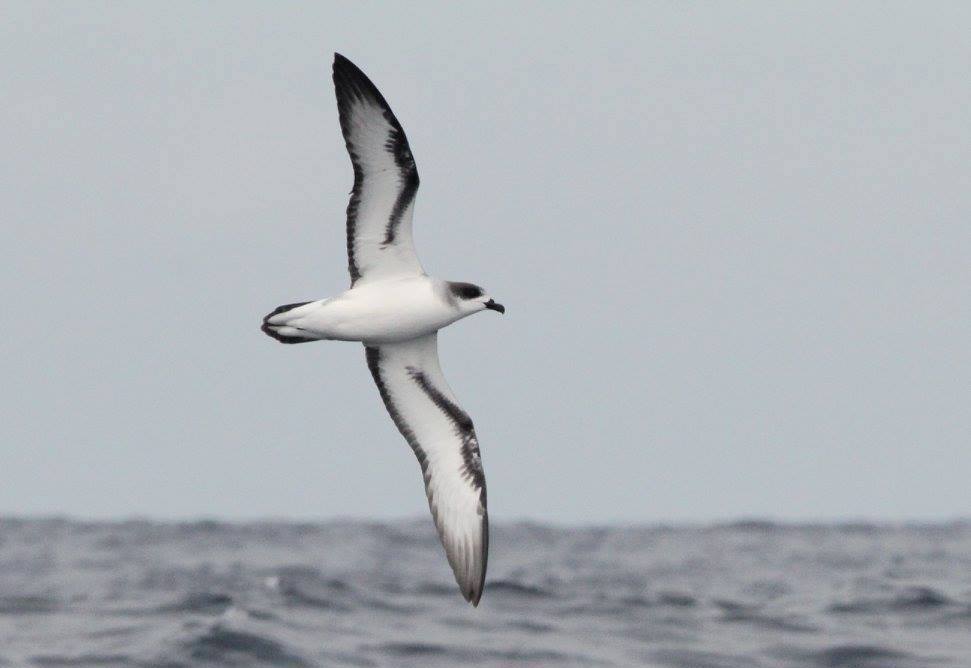 Barau's Petrel / Maans Booysen © Creative Commons