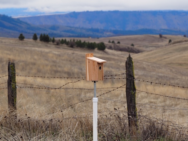 Nest boxes have overall dimenstion, and openings, for specific species although there is some overlap. This box has a guard to prevent other birds from entry and a PVC pipe to discourage mice and snakes. <br>© Mike Mahaffa