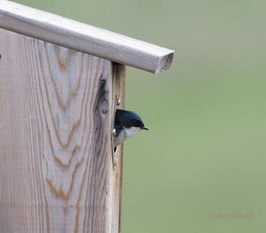 Tree Swallows also moved in, which they considered a bonus. 