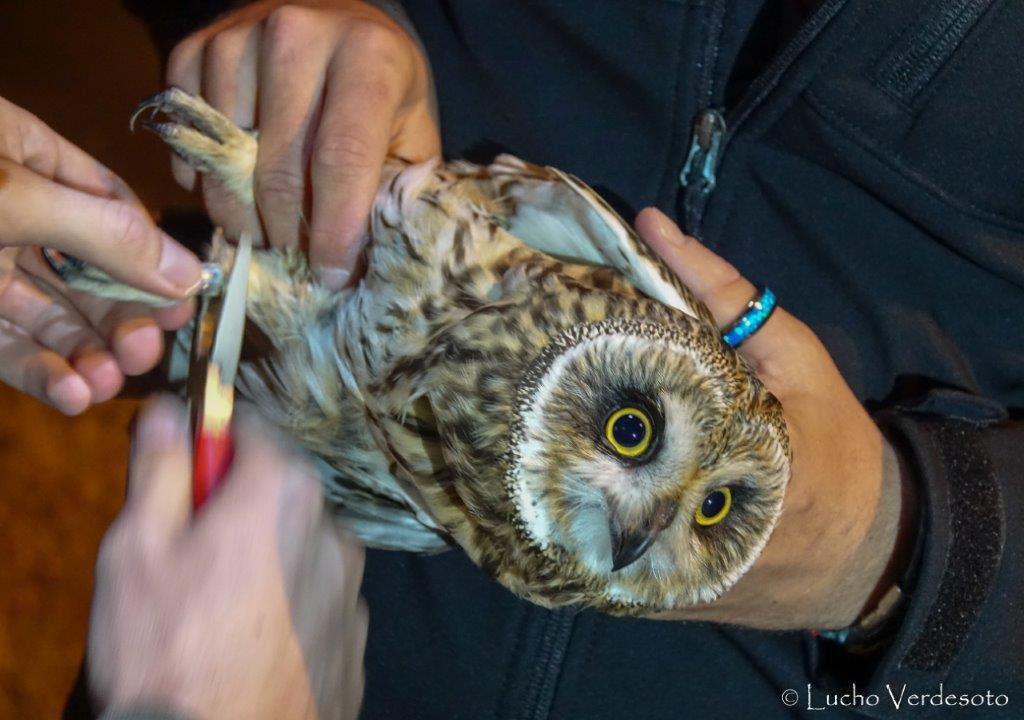 Five Pueo have been banded on West Oahu since the start of the Pueo project. Four of them were fitted with VHF transmitters and their movements and habits were tracked. 