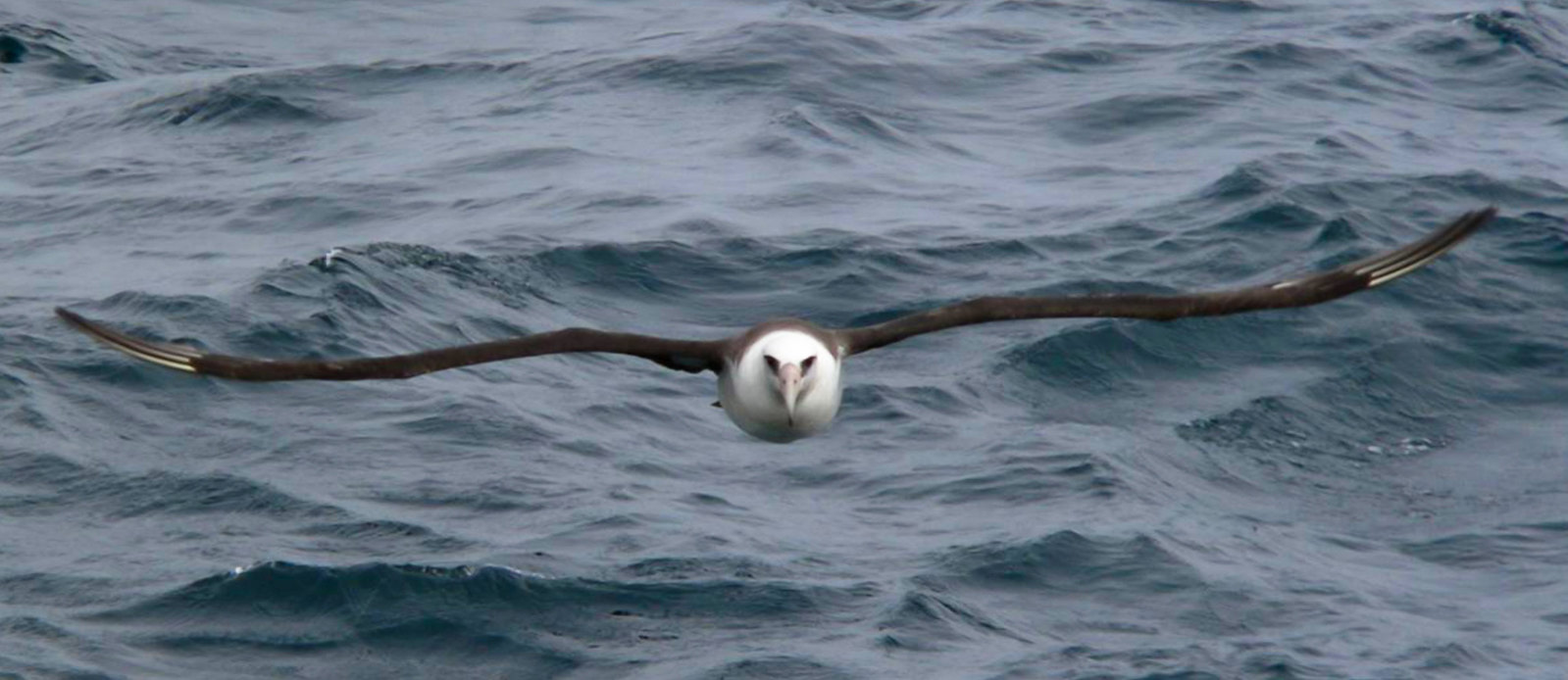 Mōlī, like other pelagic birds, spend most of their lives at sea.<br>Elizabeth Labunski / U.S.Fish and Wildlife Service