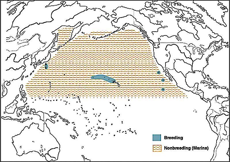 The importance of the Hawaiian Islands to the Laysan Albatross can be seen on the species' range map.<br>Map from
Cornell Lab of Ornithology