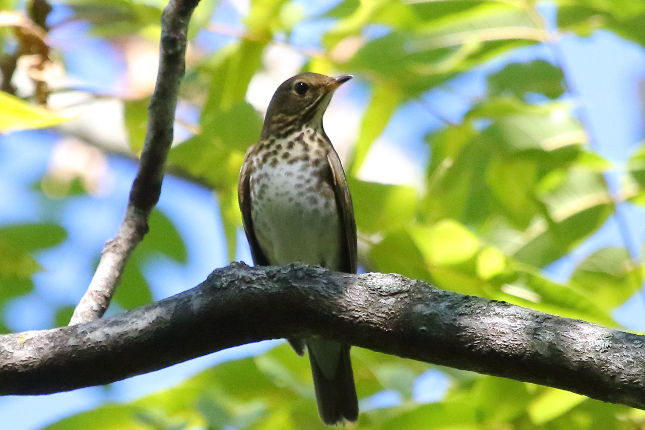 Swainson’s Thrush, a common breeding species in most of our mainland region. <br>
Jeff Bryant © Creative Commons</a>
