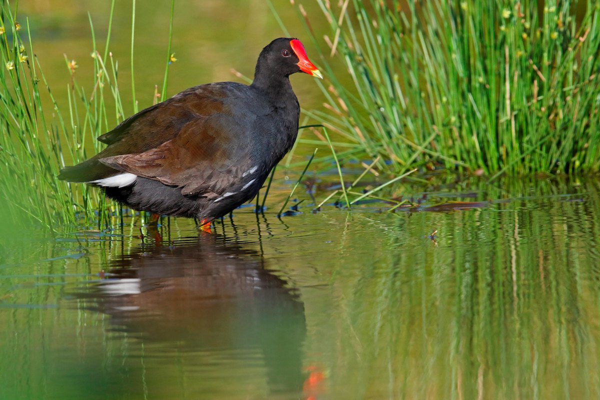 ʻAlaeʻula Hawaiian Moorhen 