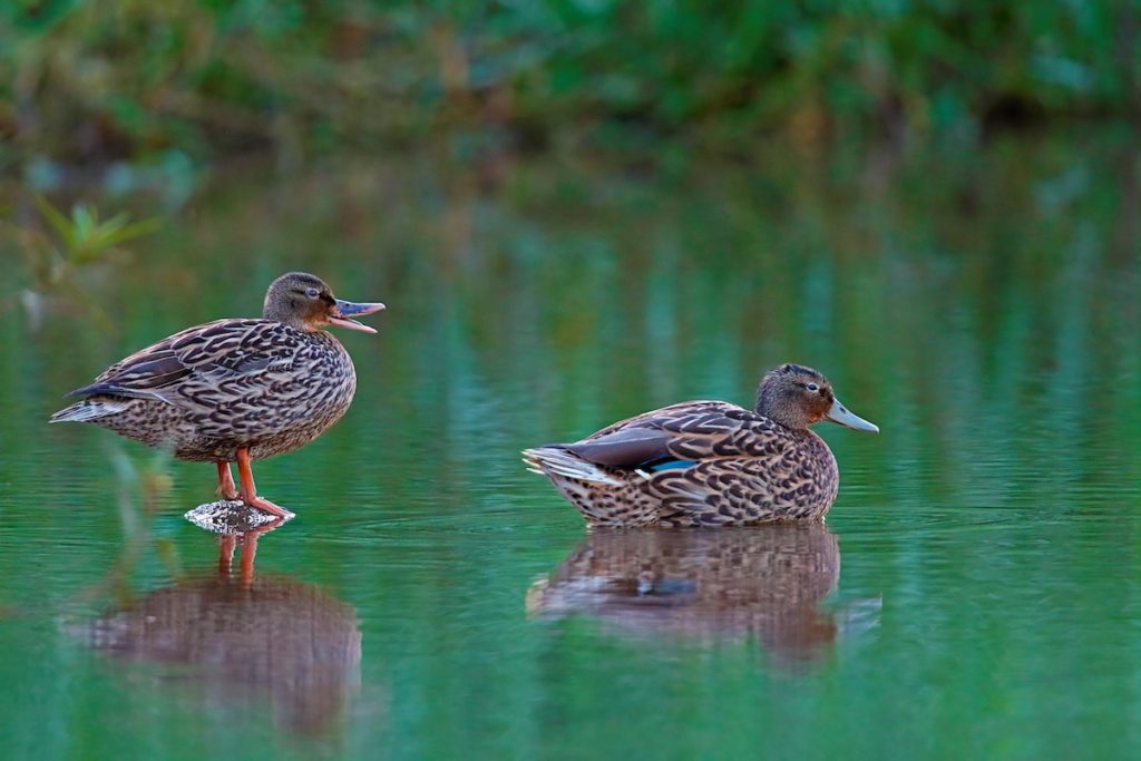 Koloa maoli or Hawaiian Duck<br>Gary Kramer, U.S. Fish and Wildlife Service